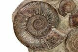 Tall, Jurassic Ammonite (Hammatoceras) Display - France #227081-3
